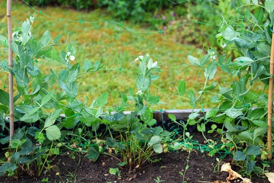 Growing pea plants and strawberries in a raised garden bed