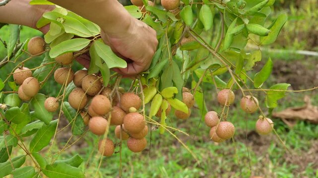 Close-up of farmer hands holding and breaking an abundant ripe longan fruit cluster, Vietnam farm.