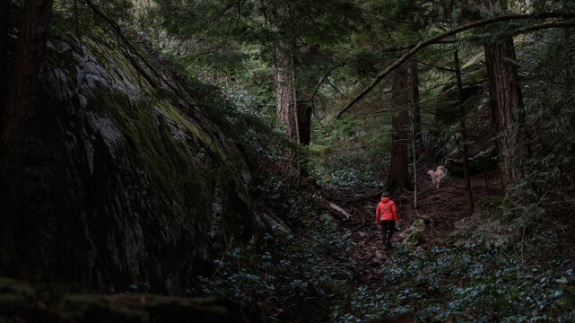 Hiker journeys through a dense forest path in the afternoon