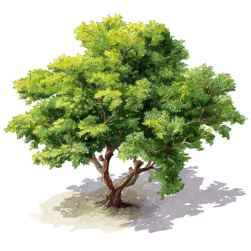 Watercolor clipart of Kapok Tree, isolated on white background