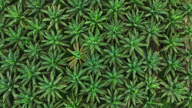 Aerial view of a dense palm oil plantation with symmetrical green fronds and lush tropical vegetation in Tanahgrogot, Kalimantan Timur, Indonesia.