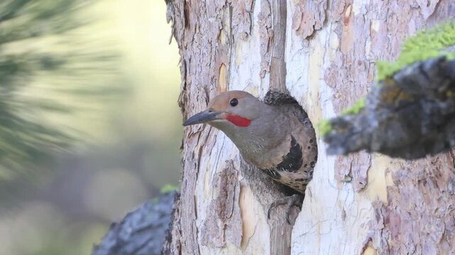 A red-shafted northern flicker (Colaptes auratus) peers cautiously from its nest cavity, preparing to leave, at Kyburz Flat, Sierra County, California, in slow motion.