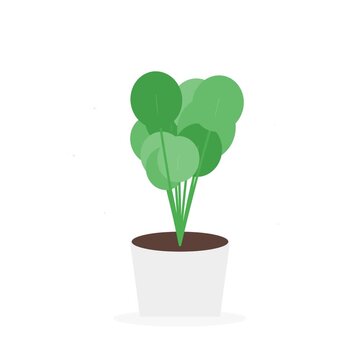 Flat vector green houseplant in white pot 2D animation element isolated on white background