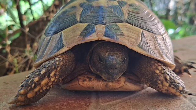 Close-up of a land tortoise slowly blinking and closing its eyes