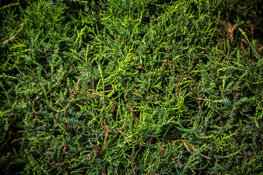 Green juniper bush branches natural texture