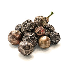 Black Pepper, realistic watercolor artwork on white background © John