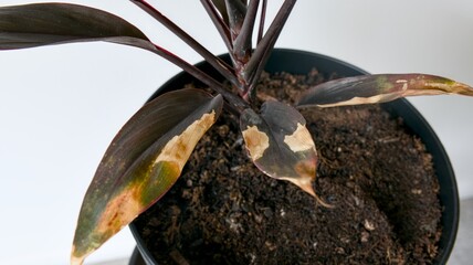 Sick houseplant with dry spots on leaves in a pot. Top view of a sick potted houseplant with dry brown spots and damaged leaves. Conceptual photo of improper plant care, disease, pest damage, sunburn © Kos6ka