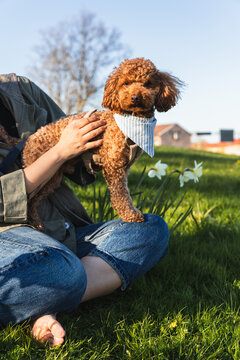 Portrait of poodle on womans lap