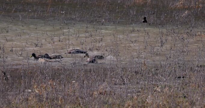Flock of wild ducks swimming in shallow water with dry reeds