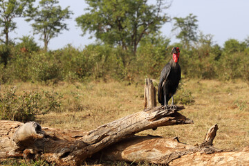Kaffernhornrabe / Southern ground hornbill / Bucorvus leadbeateri © Ludwig