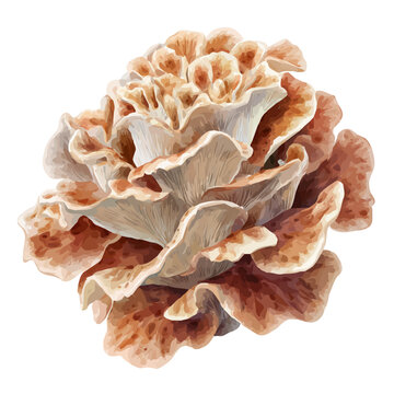 Watercolor clipart of Maitake Mushroom, isolated on white background