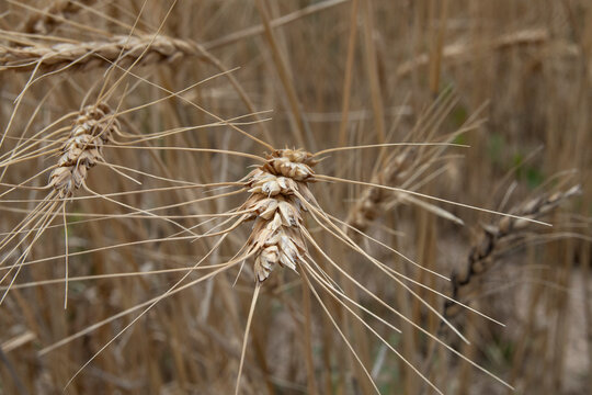Wheat Field