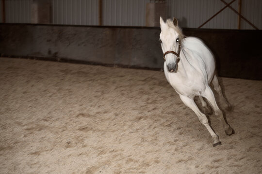 White Horse Runs in Indoor Arena During Evening Practice Session