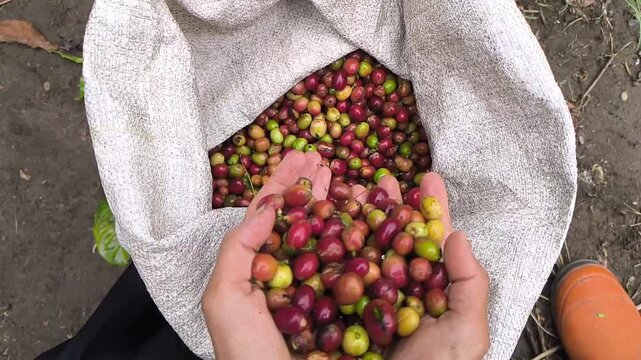 High-angle view of a farmer's hands holding a harvest of freshly picked, multi-colored Arabica coffee cherries over a full burlap sack, showcasing sustainable agricultural practices and the raw beauty