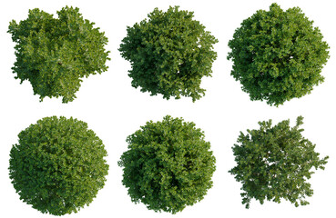 Obraz premium Set of Buxus sempervirens tree plan, top view, cutout, transparent background, isolate, Collection of Lush Green Trees - Aerial Perspective for Landscape Design & Urban Planning
