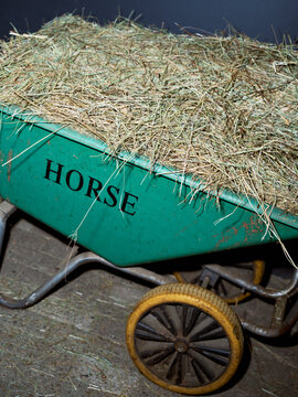Wheelbarrow Filled With Hay for Horse at a Barn Setting