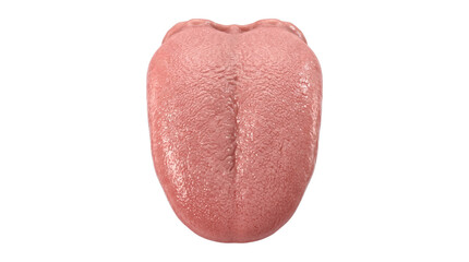 Human tongue showing detailed muscular and sensory papillae texture © BTG