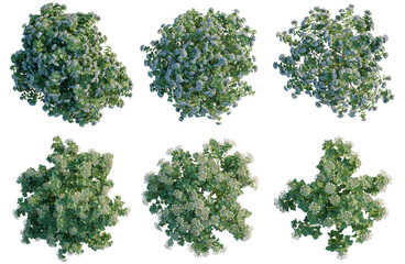 Obraz premium Set of Viburnum opulus tree plan, top view, cutout, transparent background, isolate, Blooming shrubbery collection - aerial view of flowering bushes, perfect for landscaping design and garden themes.