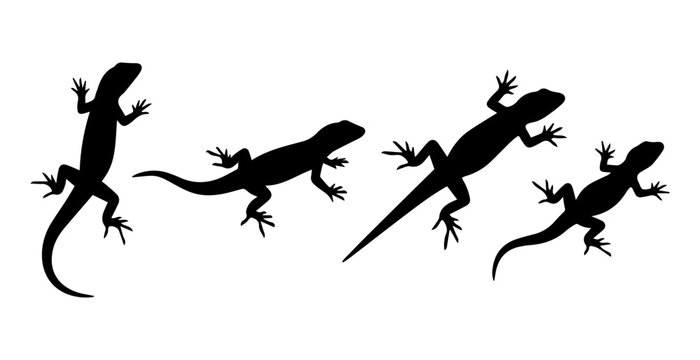 Four black lizards running in a line