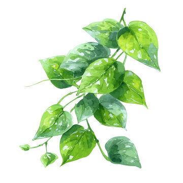 Watercolor drawing of Giloy, on clean white background