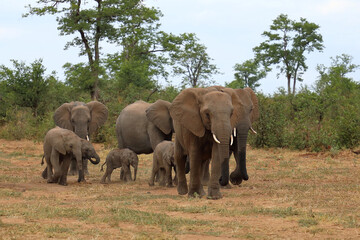 Fototapeta premium Afrikanischer Elefant / African elephant / Loxodonta africana