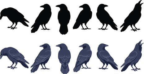 Collection of black crow silhouettes and detailed raven illustrations in different poses isolated on a white background © PINKI