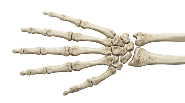 Skeletal bone structure of human hand and wrist from above