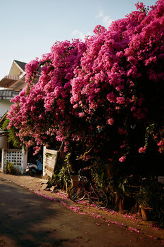 Bougainvillea tree and bicycle in a quiet street near a house