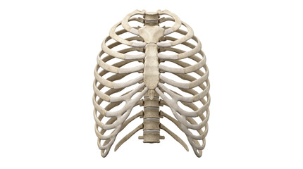 Human rib cage skeletal bone structure from frontal view © BTG