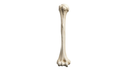 Human humerus arm bone showing detailed skeletal anatomical structure