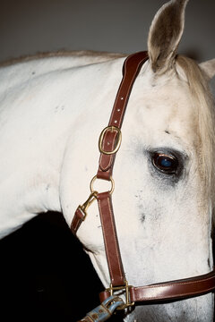 White Horse Stands Still With Leather Halter in Indoor Space