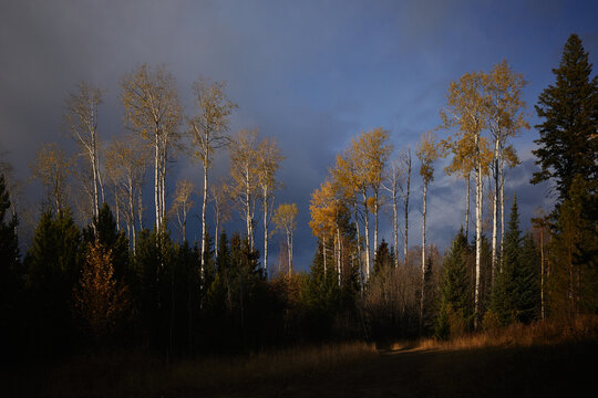 Trees stand tall in forest under changing sky during autumn light