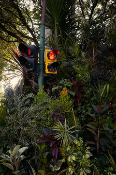 Traffic light surrounded by plants in an urban area during the day