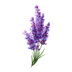 Fototapeta premium Lavender, watercolor design element isolated on white background
