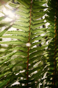 Sunlight shining through green fern leaves in a forest setting