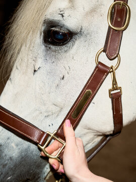 Close View of a Person Holding a Halter of a White Horse in Stable