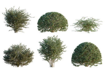 Fototapeta premium Set of Abelia grandiflora tree, elevation, front view, cutout, transparent background, isolate, Six Green Shrubs Isolated on Black Background - Ideal for Landscaping Design and Architectural Visuals