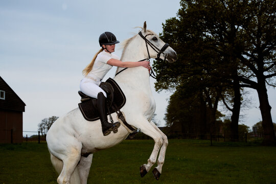Rider on White Horse Performs Jump in Open Field During Late Evening