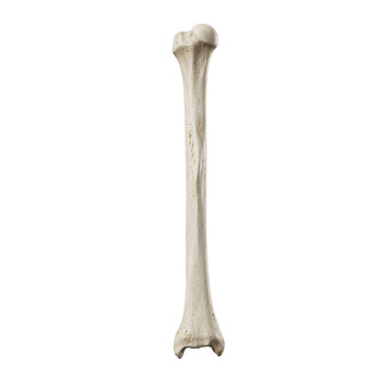 Human leg long bone showing detailed anatomical skeletal structure