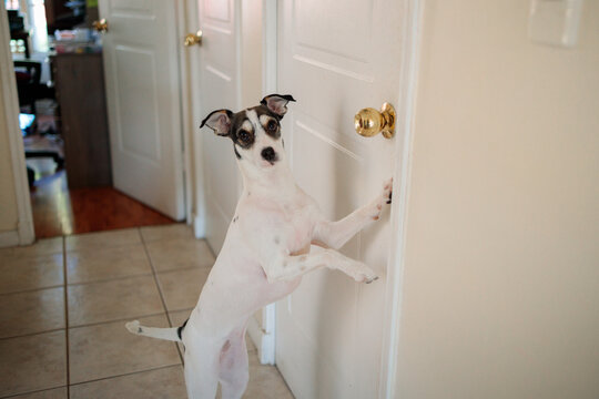Spotted pet standing on hind legs by the door