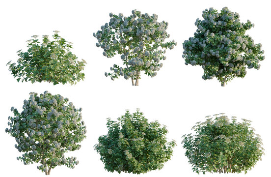 Set of Viburnum opulus tree, elevation, front view, cutout, transparent background, isolate, Collection of flowering bushes - floral elements for landscaping designs, realistic 3D render