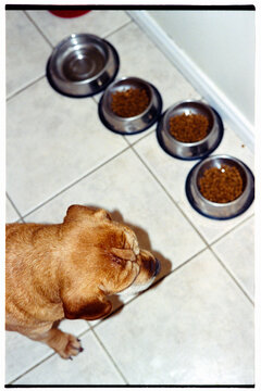 Brown dog looking at food bowls