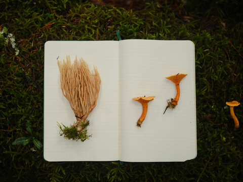 Foraged mushrooms displayed on a white notebook on the forest floor