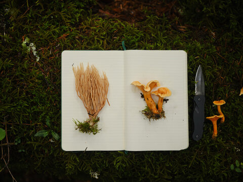 Foraged mushrooms displayed on a white notebook on the forest floor