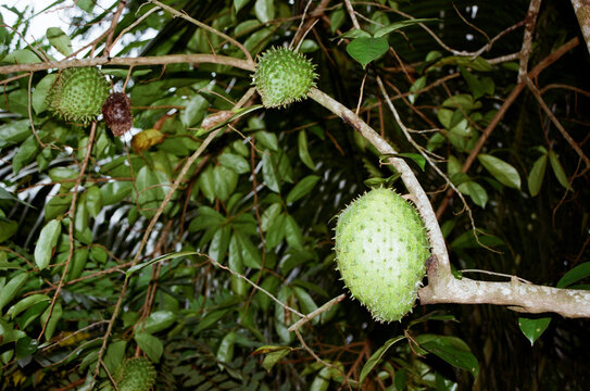 guanabana fruit growing on tree branch in rainforest