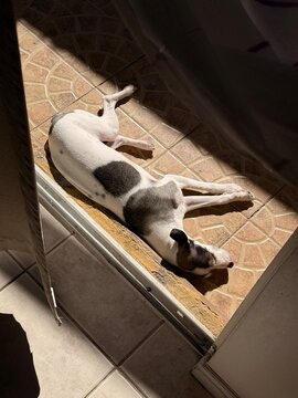 Domestic dog sunbathing on patio