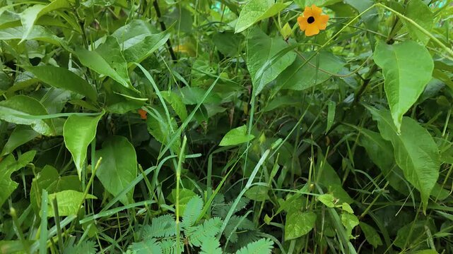 hand touching mimosa pudica sensitive plant closing leaves in nature