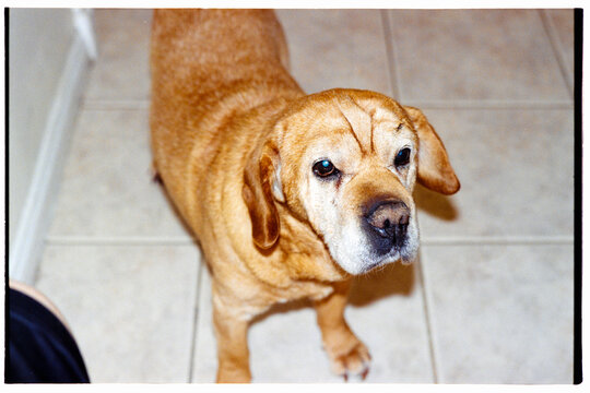 Senior dog looking up at camera