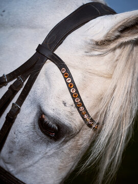 Close-up View of a Horse Wearing a Leather Bridle With Jewels
