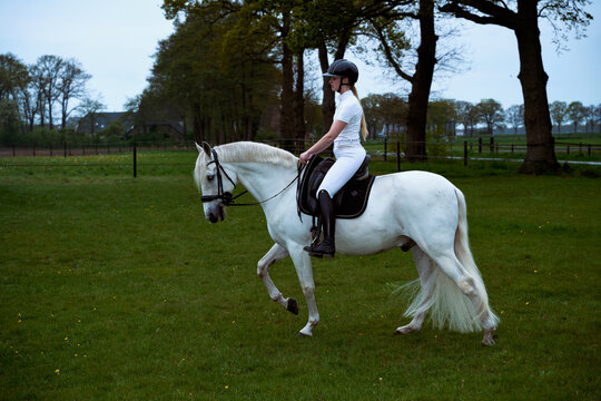 Rider on a White Horse Walking Through a Green Field in Spring